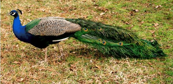 Peacock